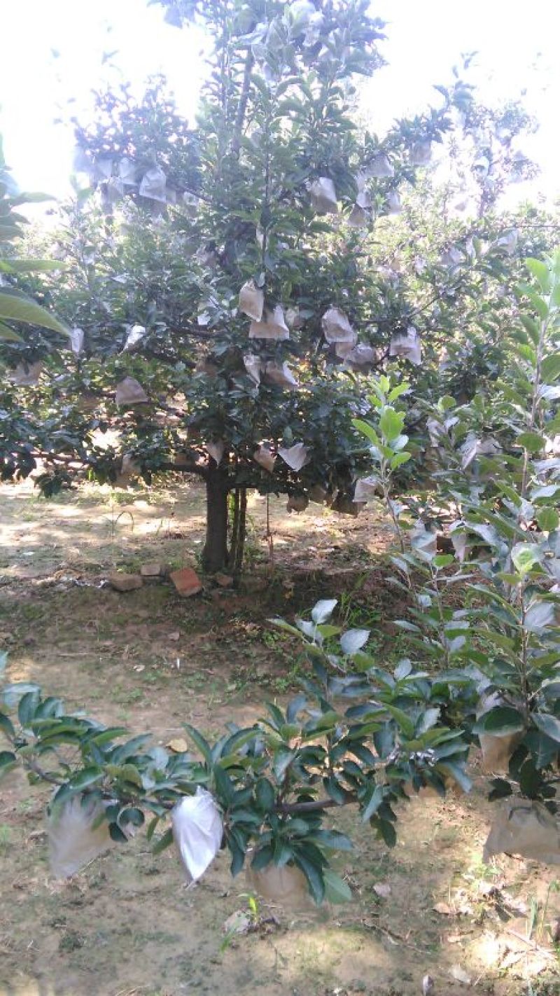 新红星苹果纸袋