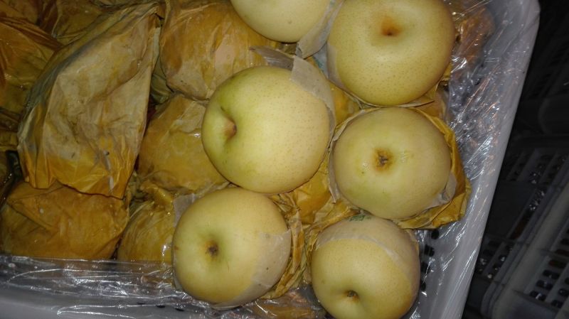 黄金梨550~600g纸箱