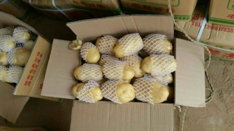 荷兰十五土豆2两以上装箱套网