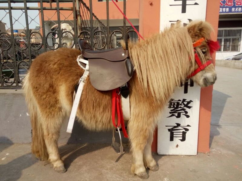 矮马骑乘马，半血马拉车马