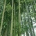 竹子3~4m
