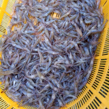 河虾活虾26~30只/kg