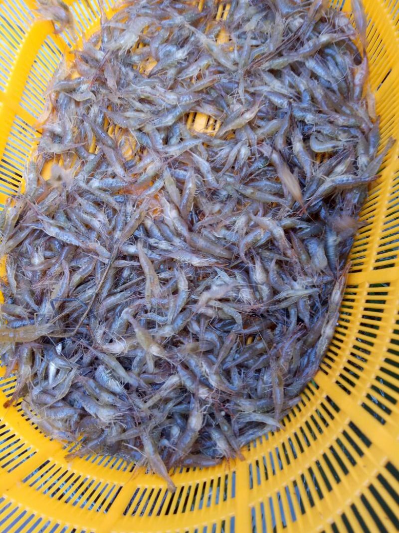 河虾活虾26~30只/kg