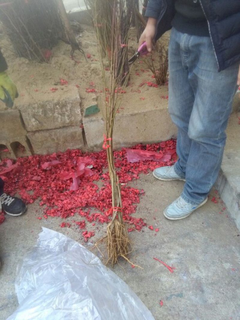 桃红1.5~2m