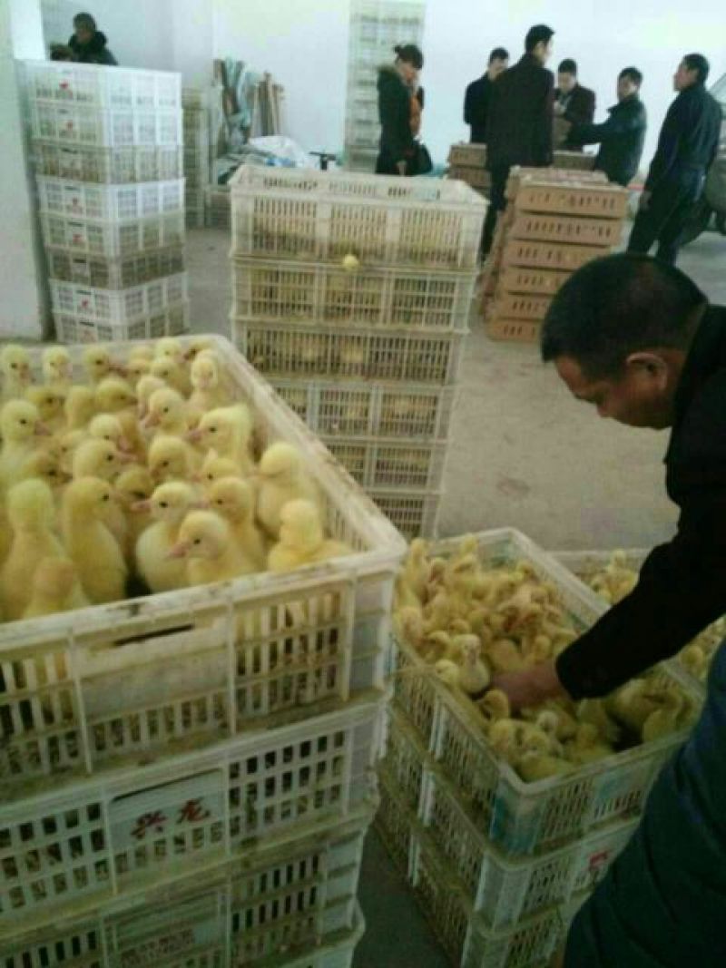 三花鹅苗250g以下
