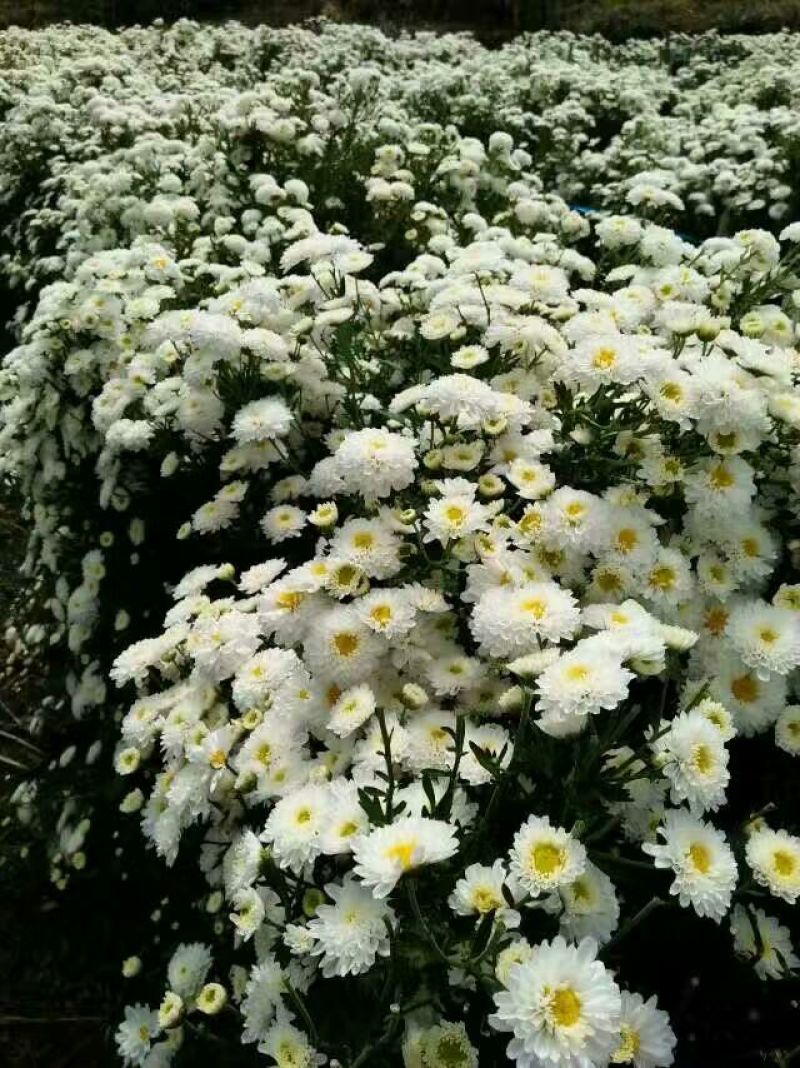 菊花茶