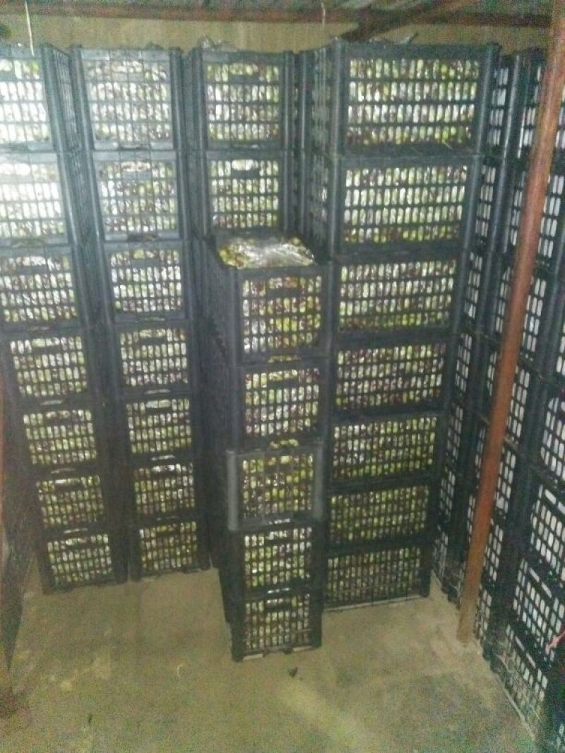 酥梨150~200g筐装