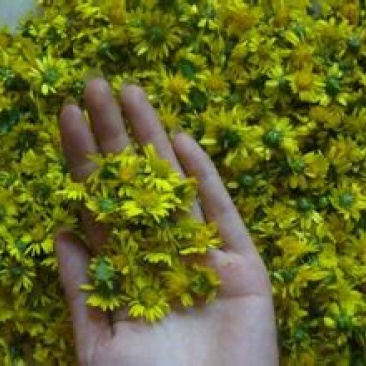 野菊花