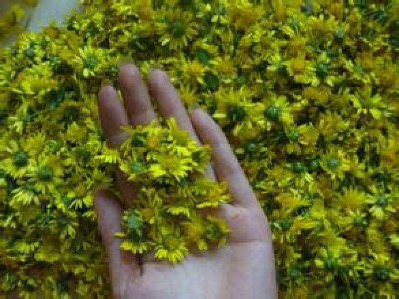 野菊花