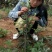 糖心苹果树苗免费提供种植技术。基地直销