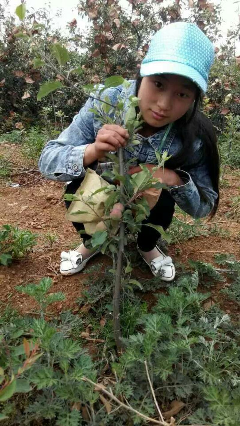 糖心苹果树苗免费提供种植技术。基地直销