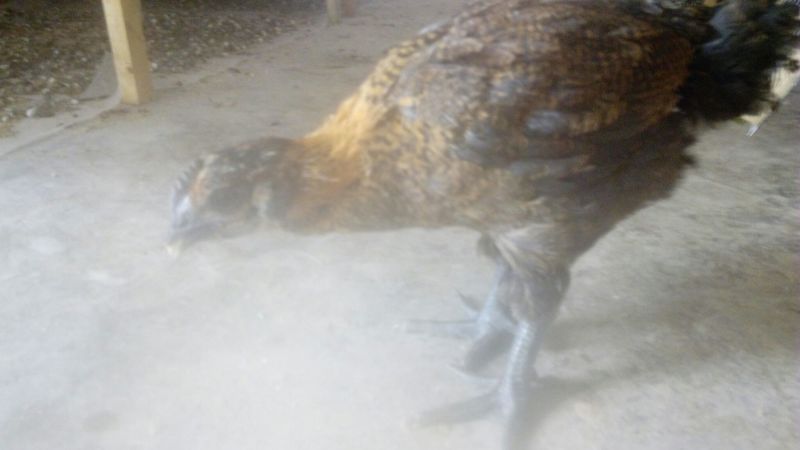 脱温鸡1斤以上