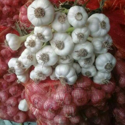 邳州大蒜江苏徐州邳州市_批发_供应-一亩田农