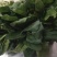 大叶菠菜30~35厘米