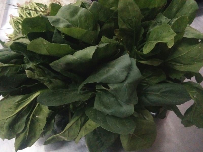 大叶菠菜30~35厘米