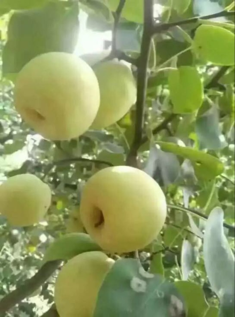 砀山梨