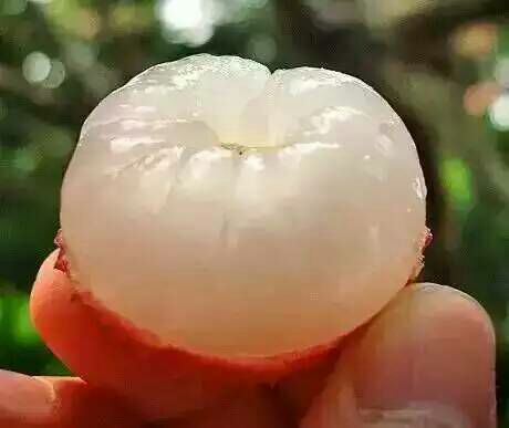 广东茂名市高州市白糖罂荔枝 1.5~2cm批发_吕