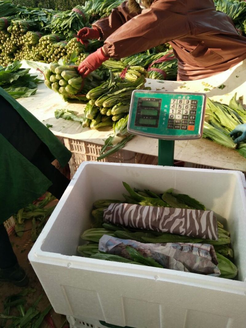 油麦菜产地供应大量现货四季有货，冷库包装齐全
