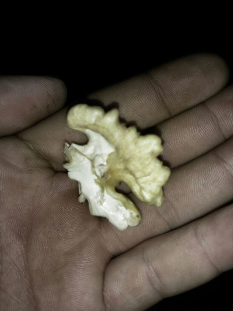 核桃30mm以上去皮干