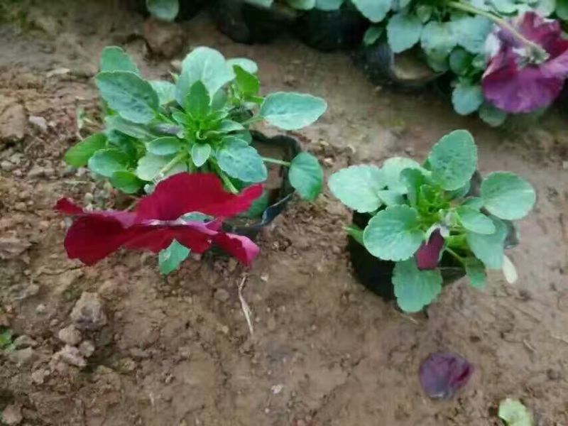三色堇种苗山东三色堇种植基地三色堇盆栽苗三色堇盆苗