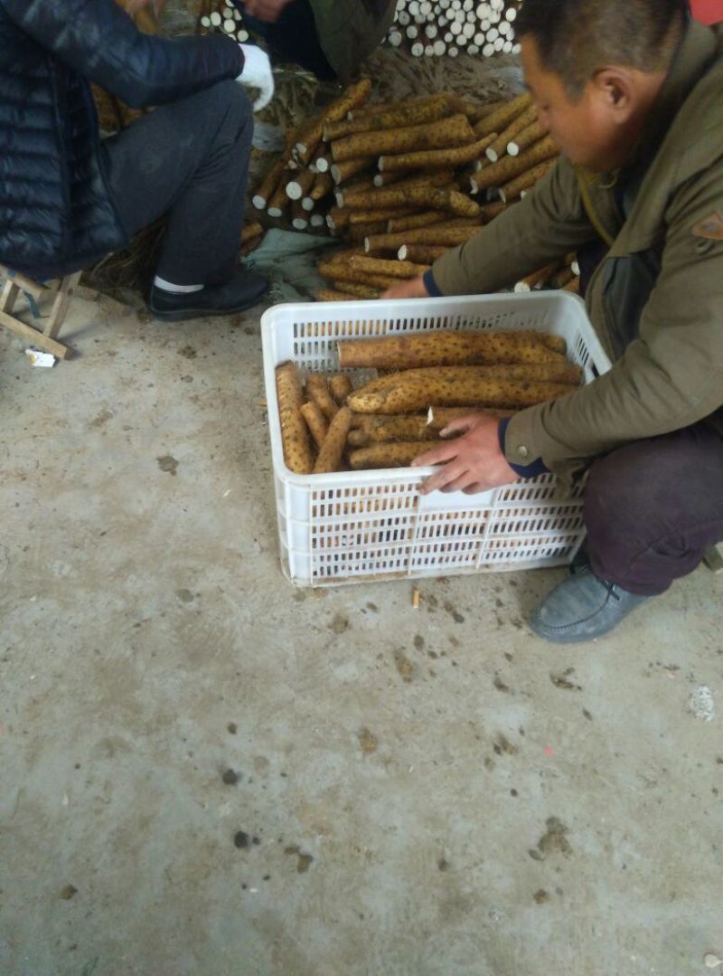 白玉山药3~4厘米50~70厘米一级