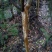 速生紫薇6~8cm2.5~3米1~2米
