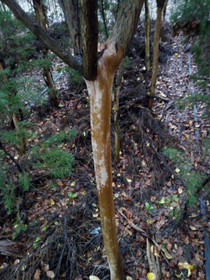 速生紫薇6~8cm2.5~3米1~2米