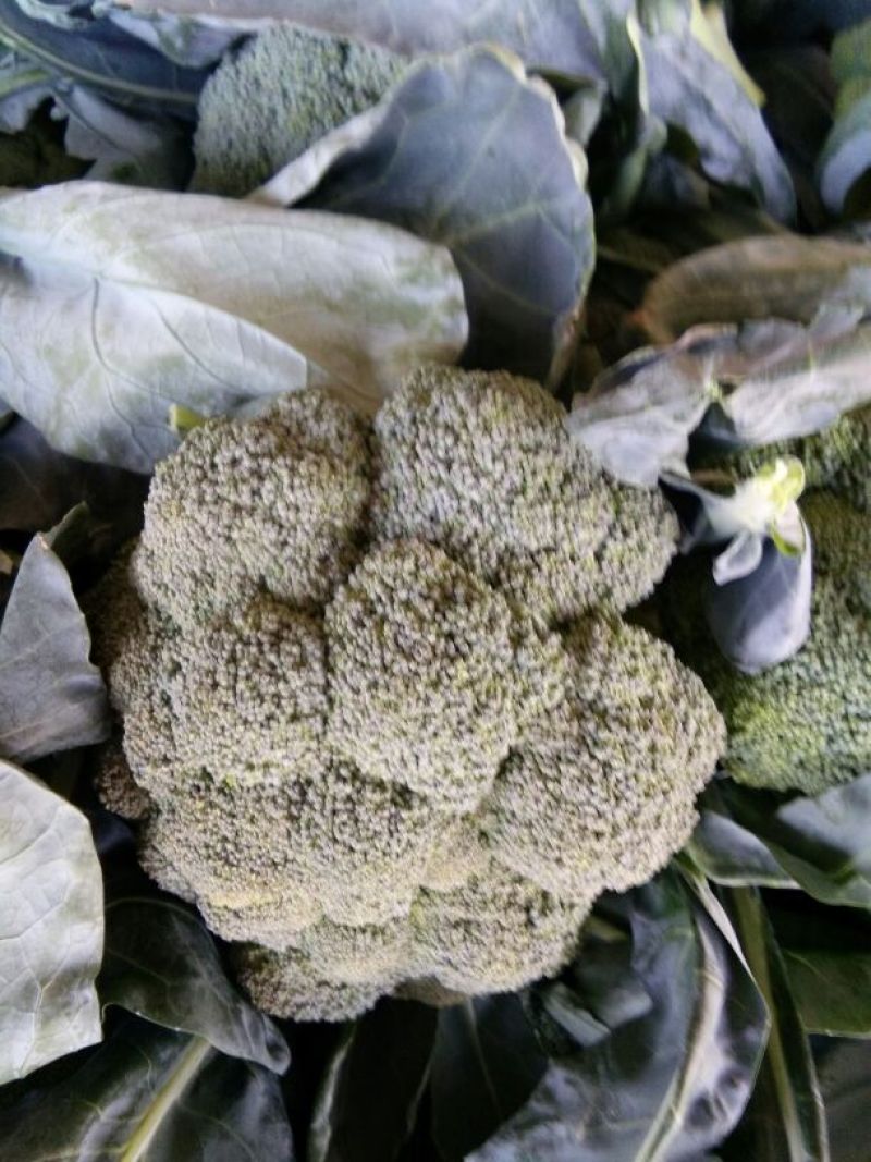 新野县西蓝花，大量上市，适合适合，超市，市场，加工厂，
