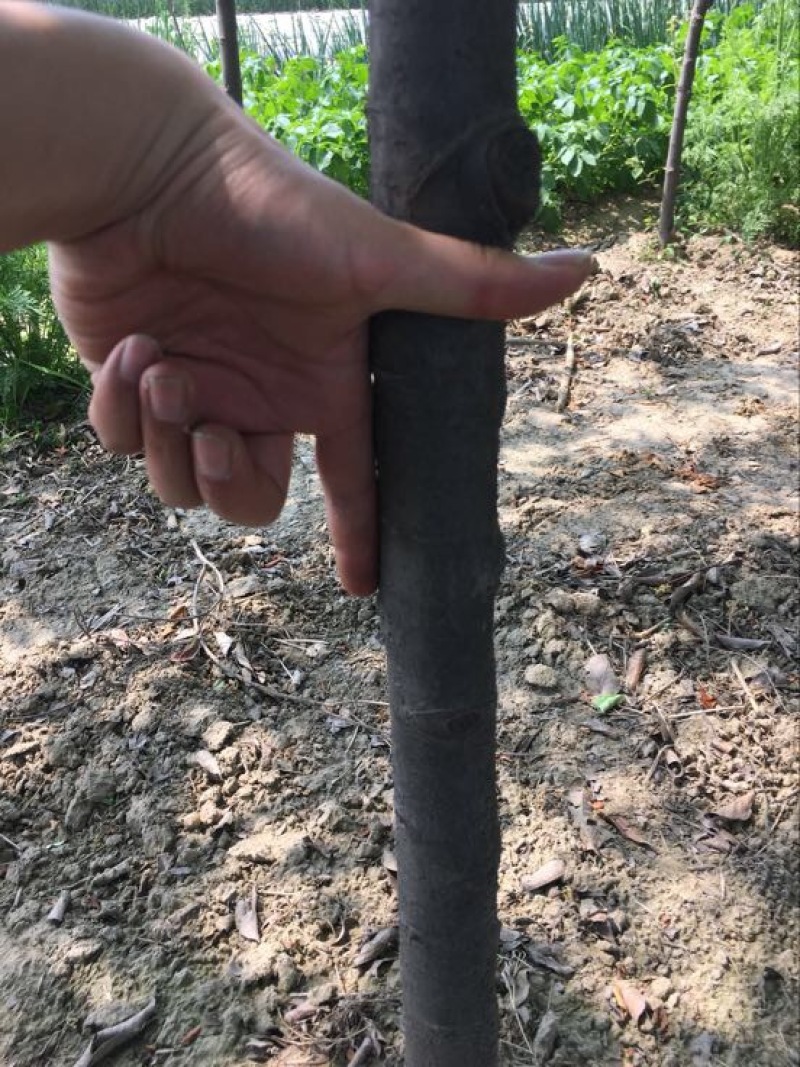 木瓜树
