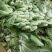 快菜25到30cm以上全年供应大棚菜大中小颗都有