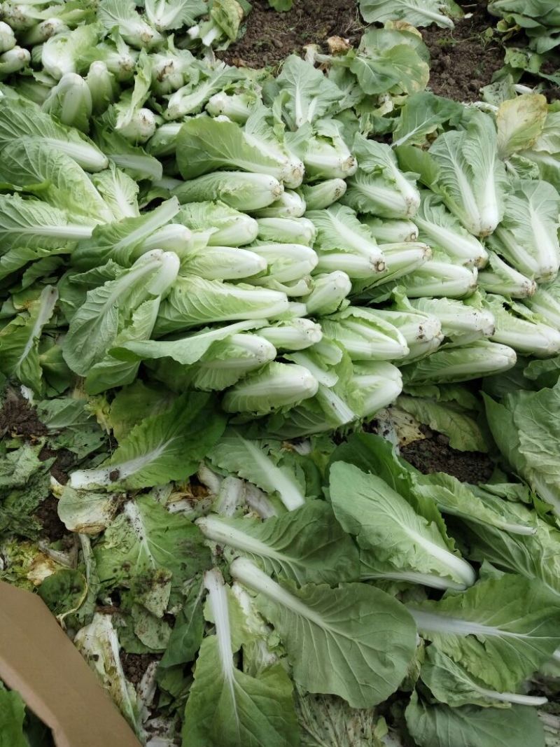 快菜25到30cm以上全年供应大棚菜大中小颗都有