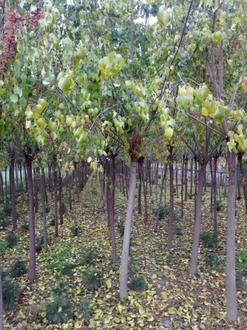 丝绵木201~230cm