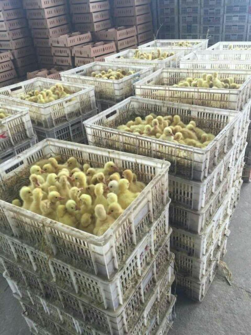 狮头鹅苗250g以下