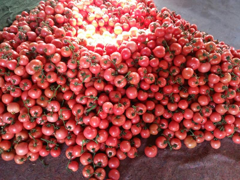 原产地西红柿，全国直供西红柿，可发货，电商，超市精品