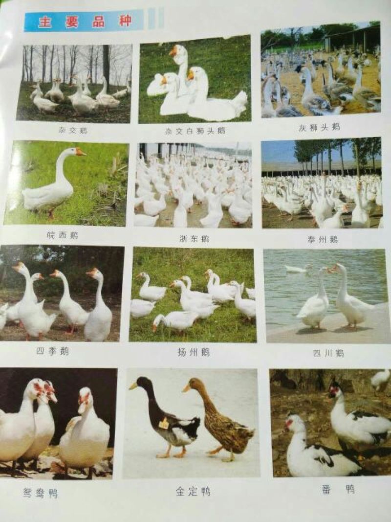 狮头鹅苗250g以下