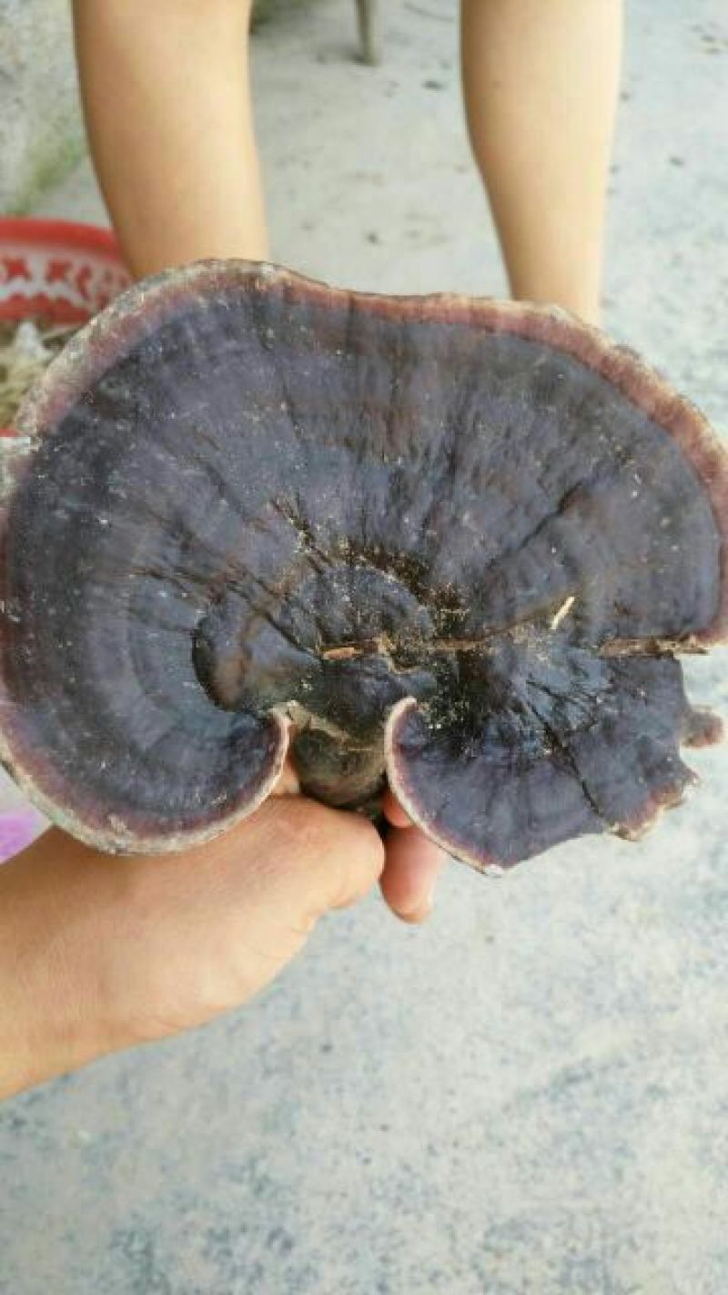 黑灵芝8~12公分