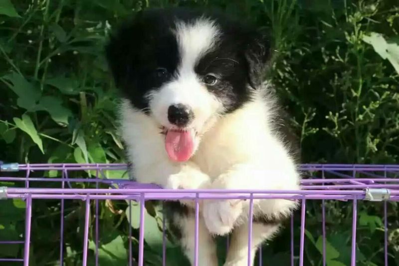 边牧放牧羊犬公母都有任意挑选一只也发货