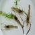 河虾活虾16~20只/kg