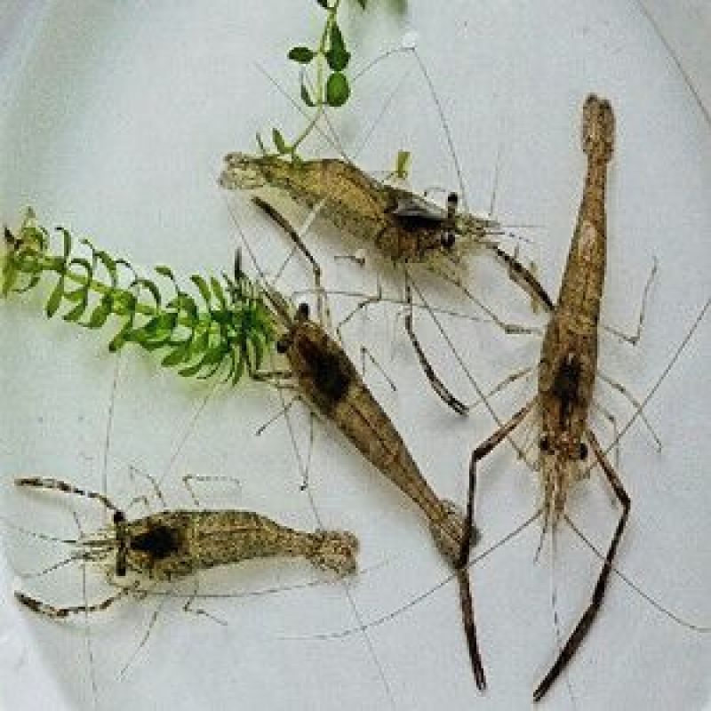 河虾活虾16~20只/kg