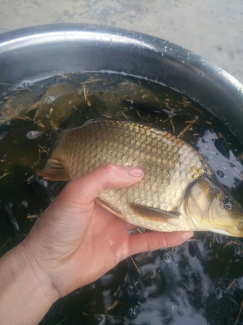 黄金鲫垂钓