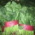 大叶菠菜