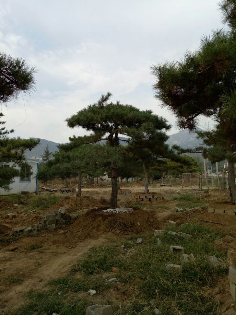 造型松14公分