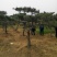 造型松12公分