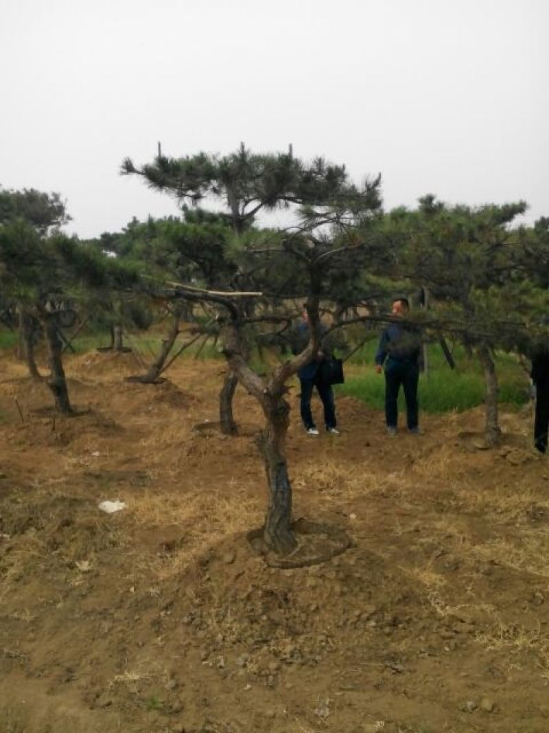 造型松12公分