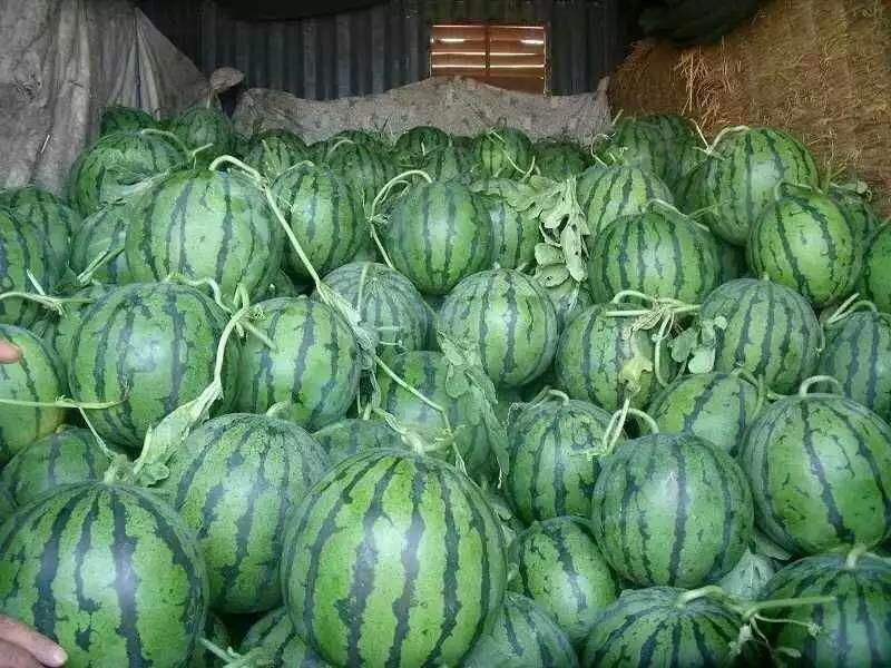 西瓜山东甜王西瓜量大质优保熟保甜一手货源保质保量