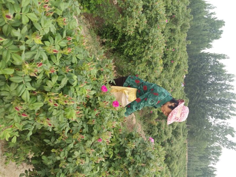 玫瑰花茶