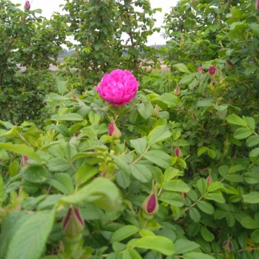 玫瑰花茶