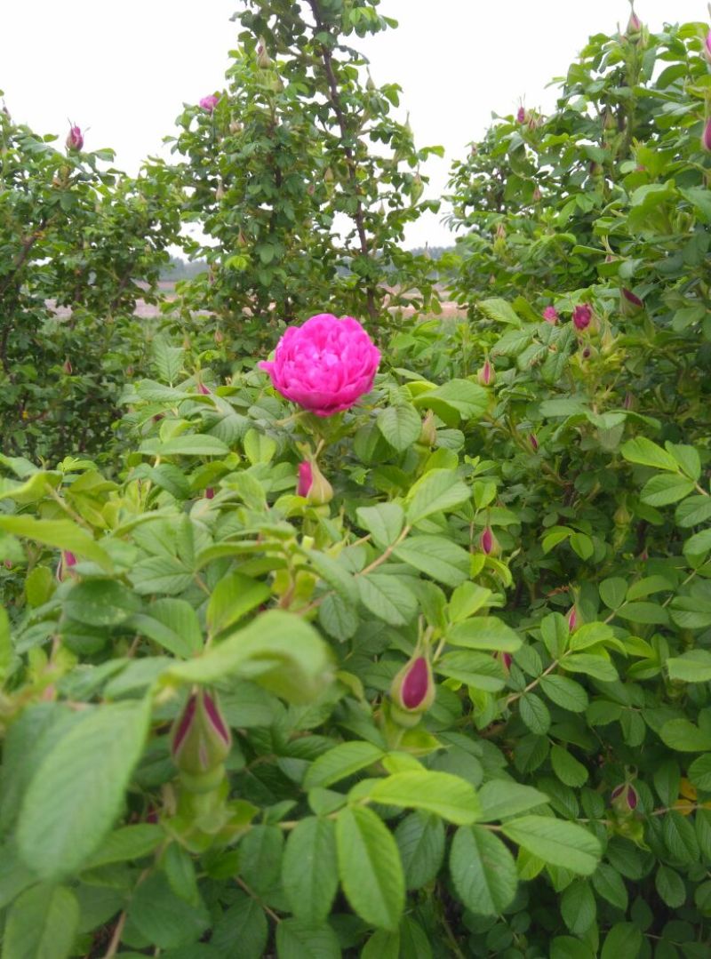 玫瑰花茶