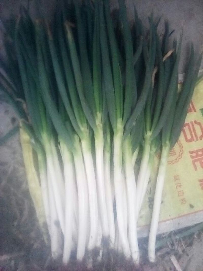 铁杆大葱毛葱2cm左右