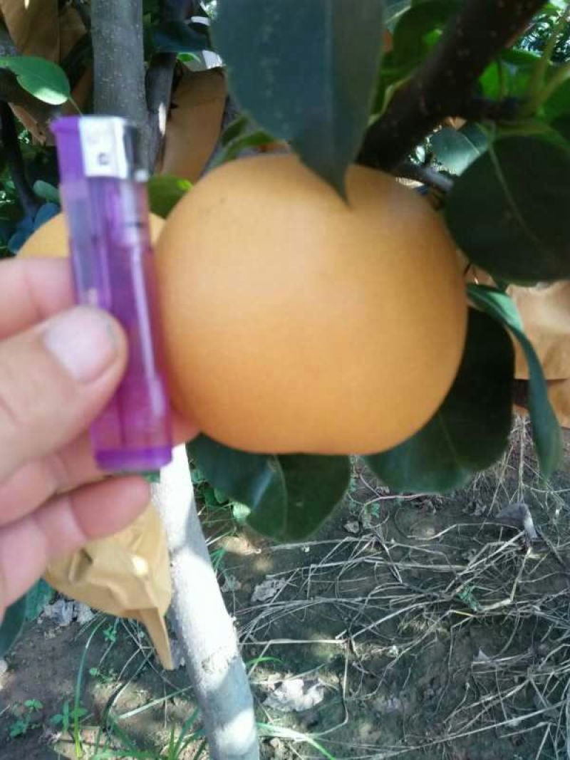 秋月梨450~500g纸箱